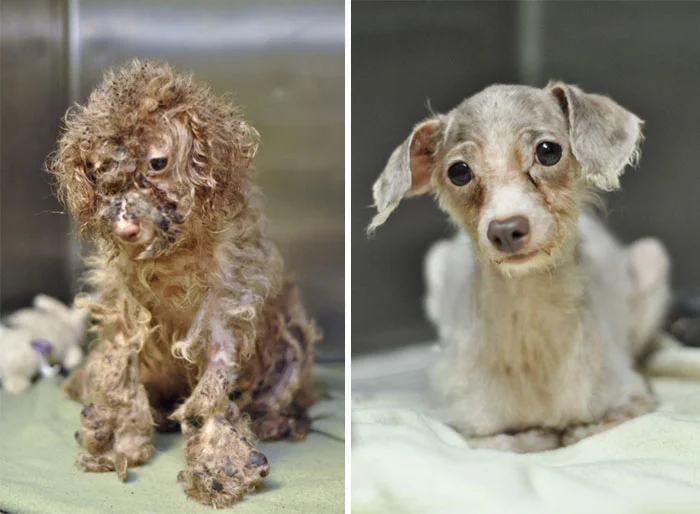 To find how you can get involved to help save more animals, visit laanimalservices.com If you would like to make a donation please click DONATE button below.