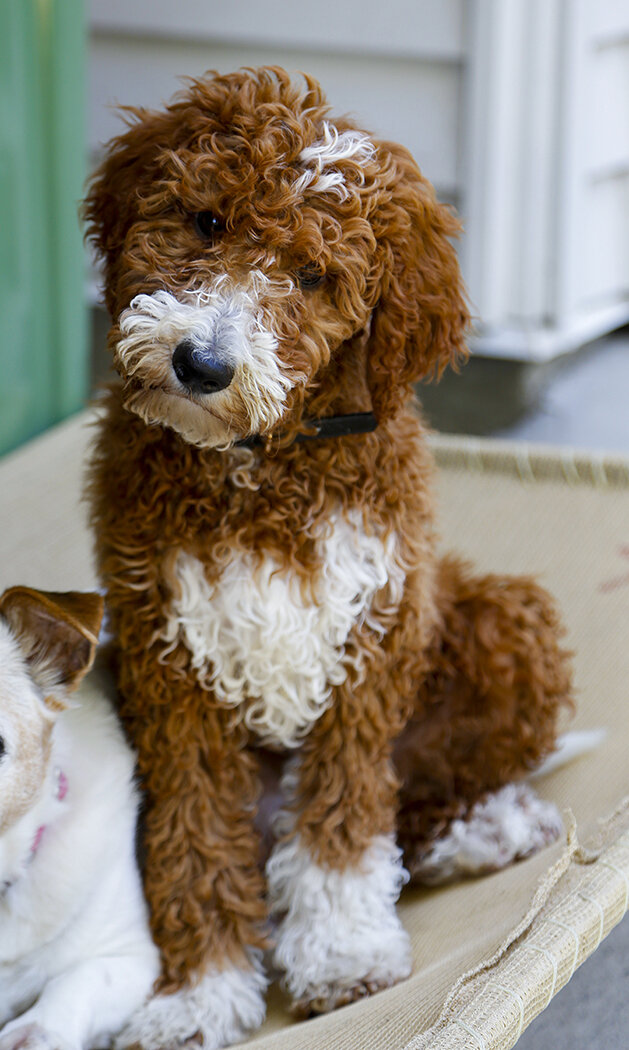 Obie, 14 week old groodle puppy