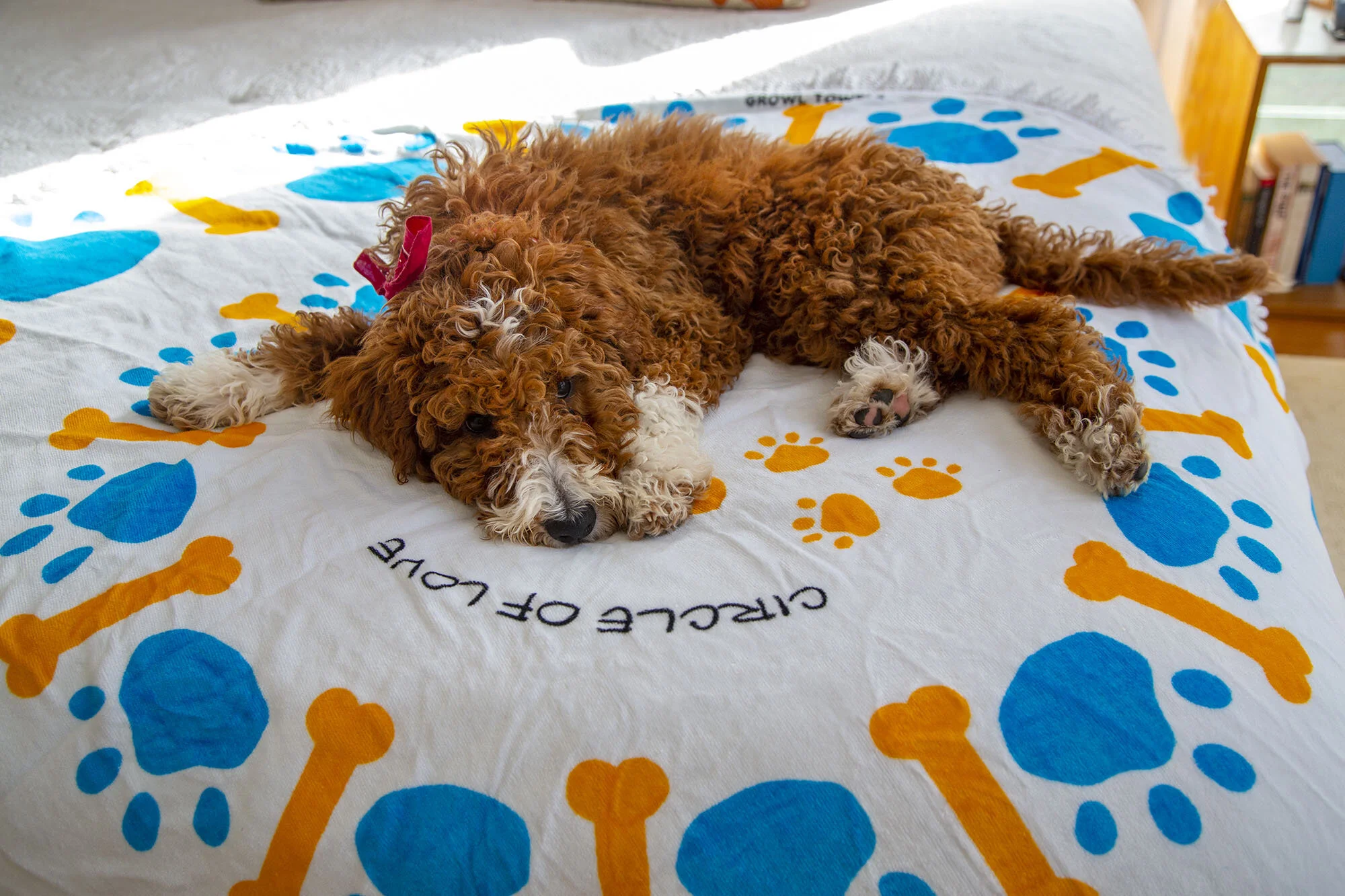 Dog Towels