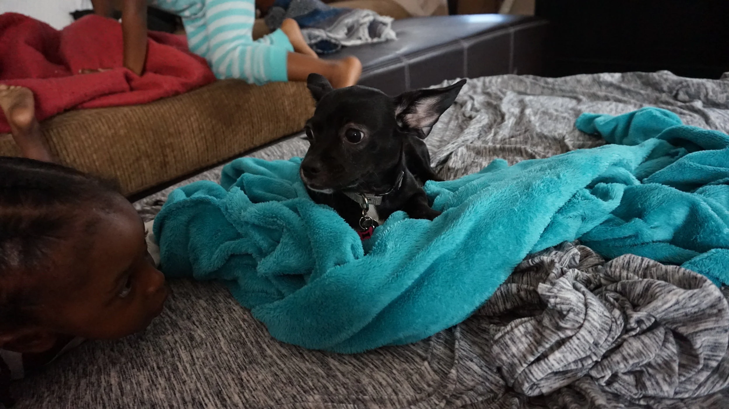 Side note: This is Sophie... If you watched my vlog you may have heard her barking in the background. She is my younger sister's dog. She literally barked the entire time we were there (insert eye roll). She is cute, but not very nice to everyone.