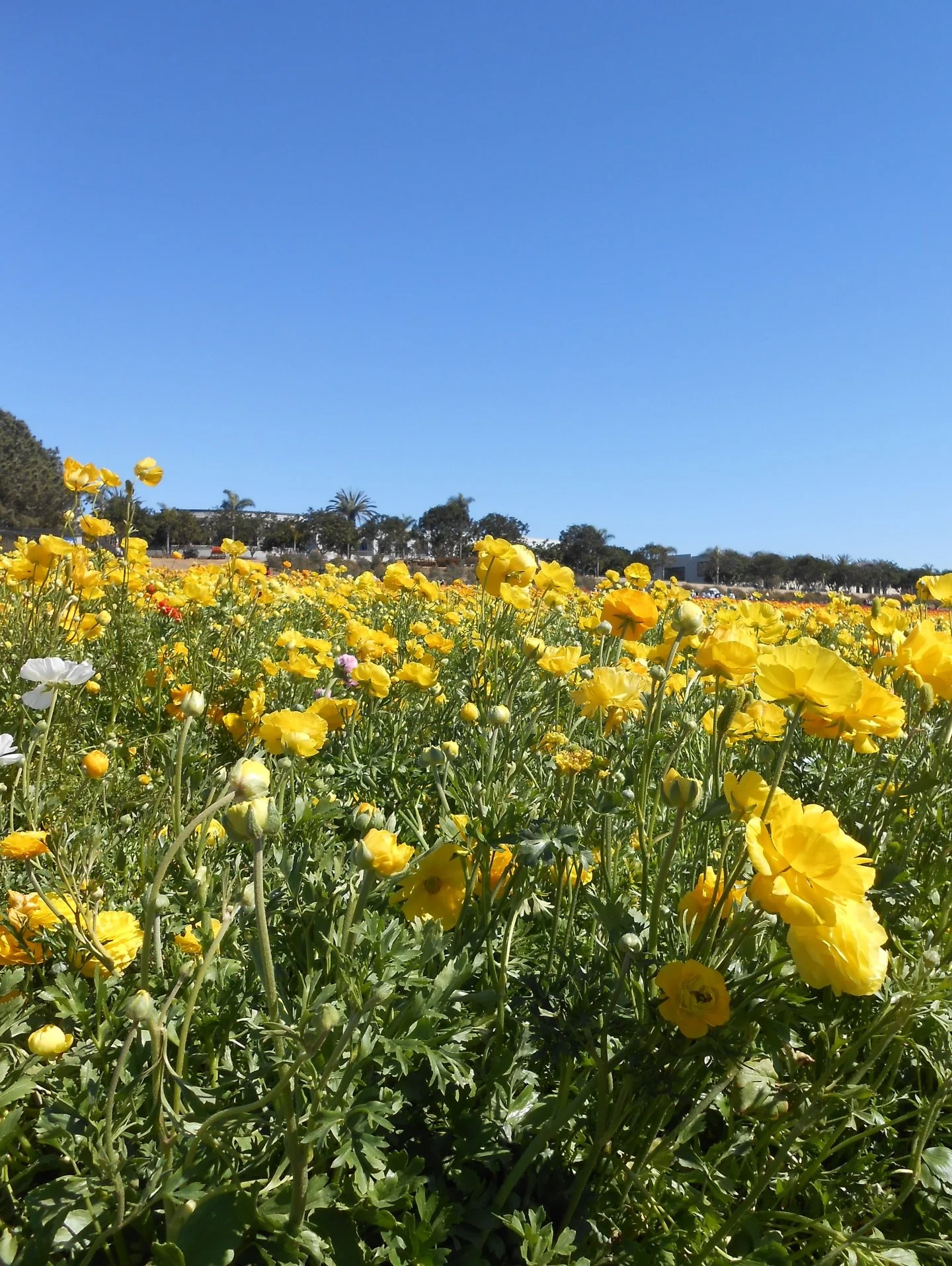 A lil camera roll dump&hellip; do you remember the Nikon Coolpix digital camera? I brought mine back to life this year and started using it again. I&rsquo;ve been taking photos randomly with it, but want to use it more on my adventures in the next ye