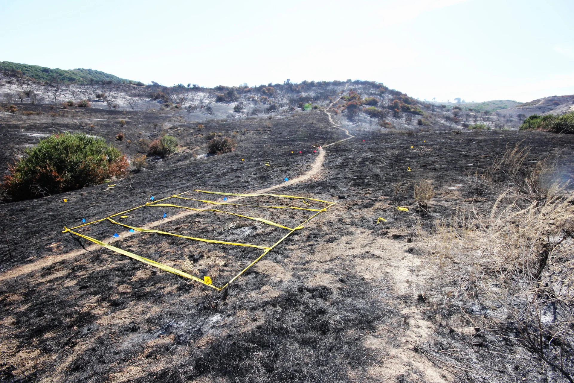 FI-210 Wildland Fire Origin and Cause Determination