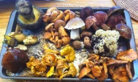 Mushroom heaven!