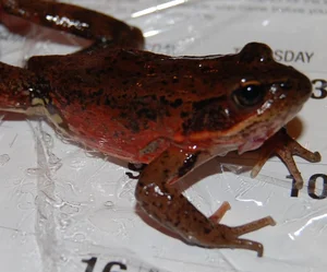 Wetland Projects — Santiam Valley Ranch, LLC