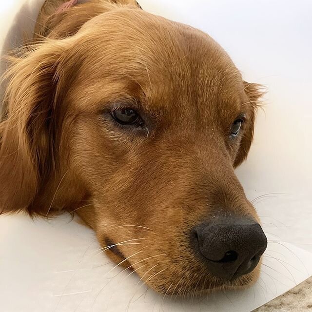 Such a sad, sad face 😢 #Bailey #redgoldenretriever #coneofshame