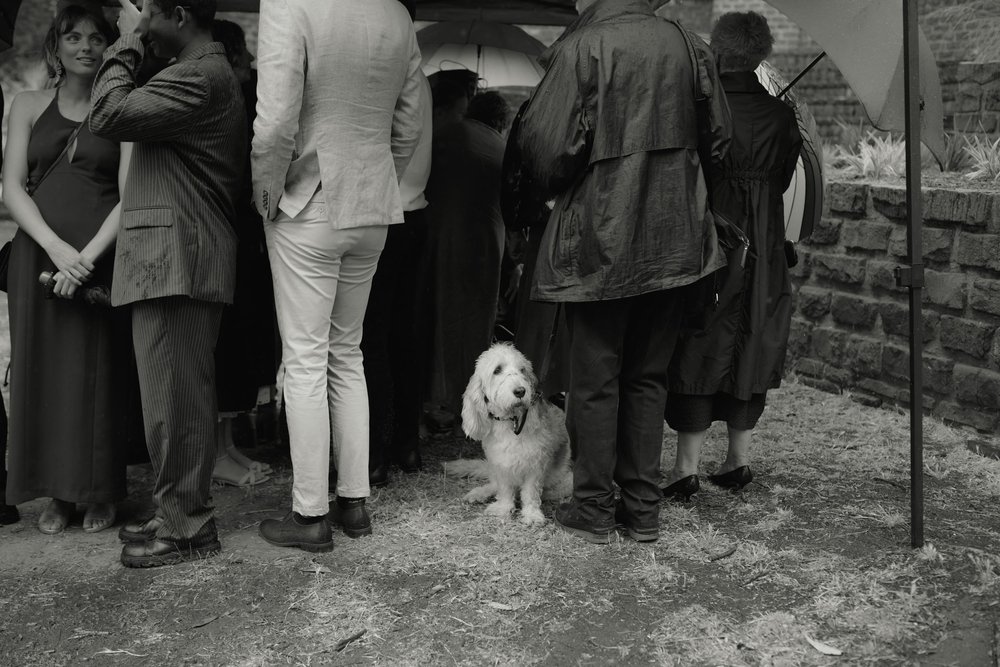 I_Got_You_Babe_Weddings_Ellen&Oscar_Fairfield_Boathouse_Stray_Neighbour_0031.JPG