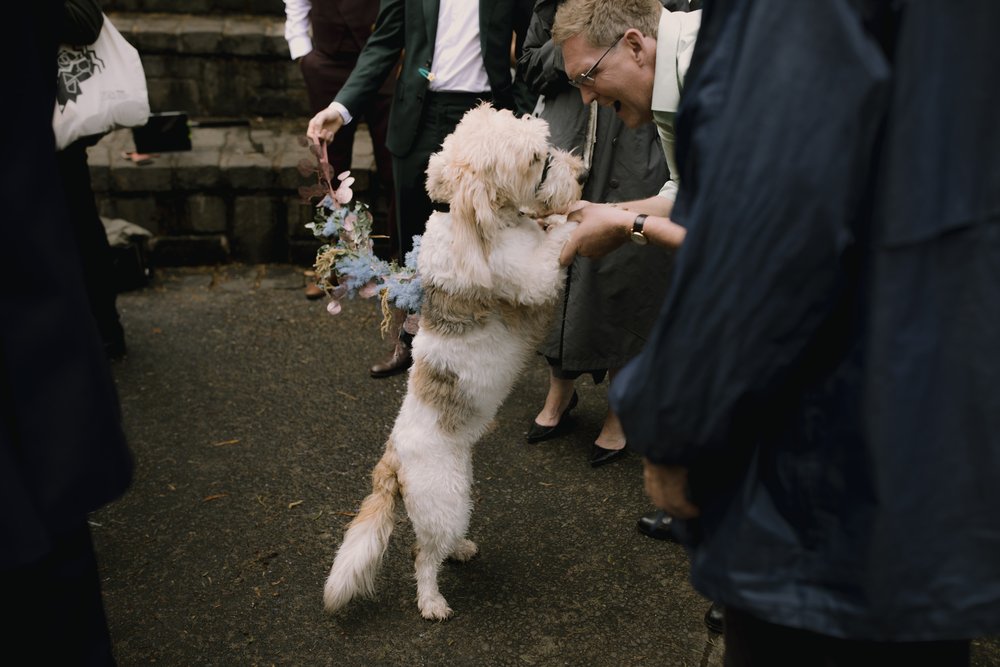 I_Got_You_Babe_Weddings_Ellen&Oscar_Fairfield_Boathouse_Stray_Neighbour_0096.JPG