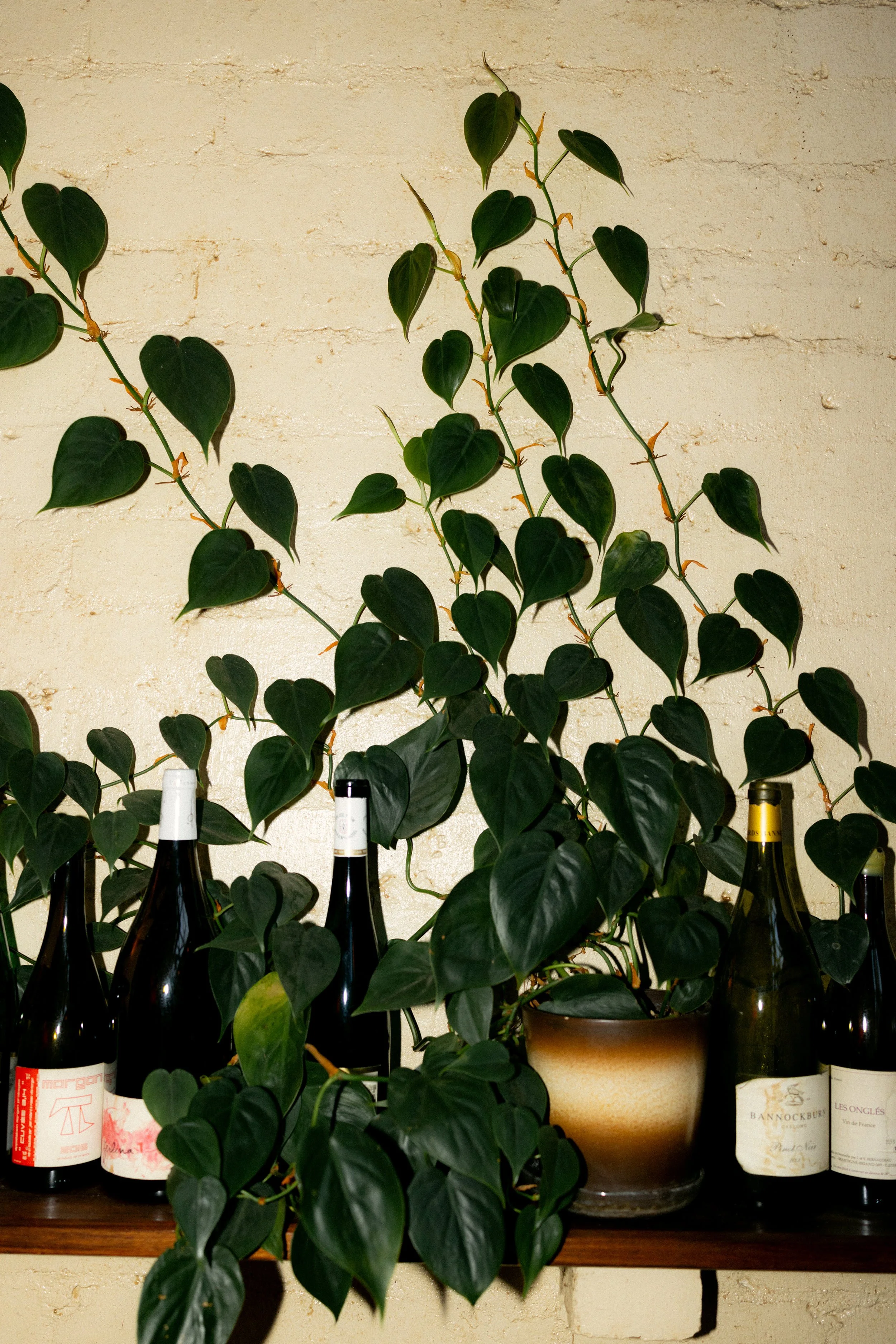 I_Got_You_Babe_Weddings_Thalia&Ned_Old_Palm_Liquor_0619.jpg