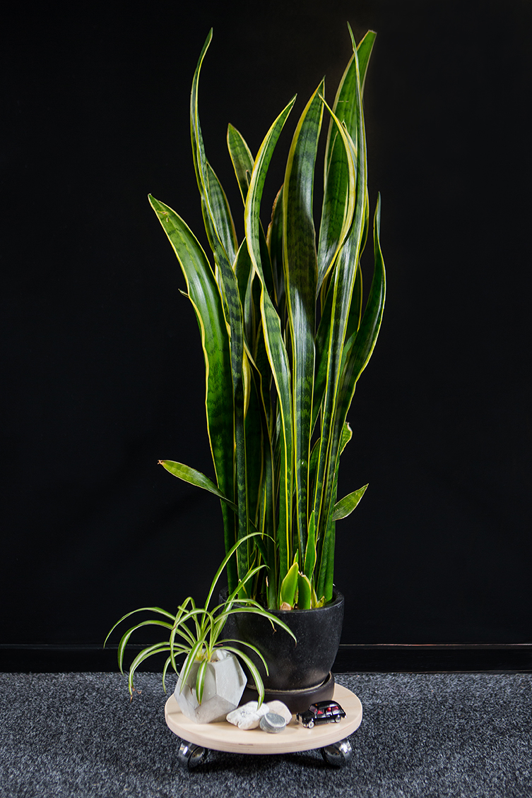 Pot Plant Stand 1681.jpg