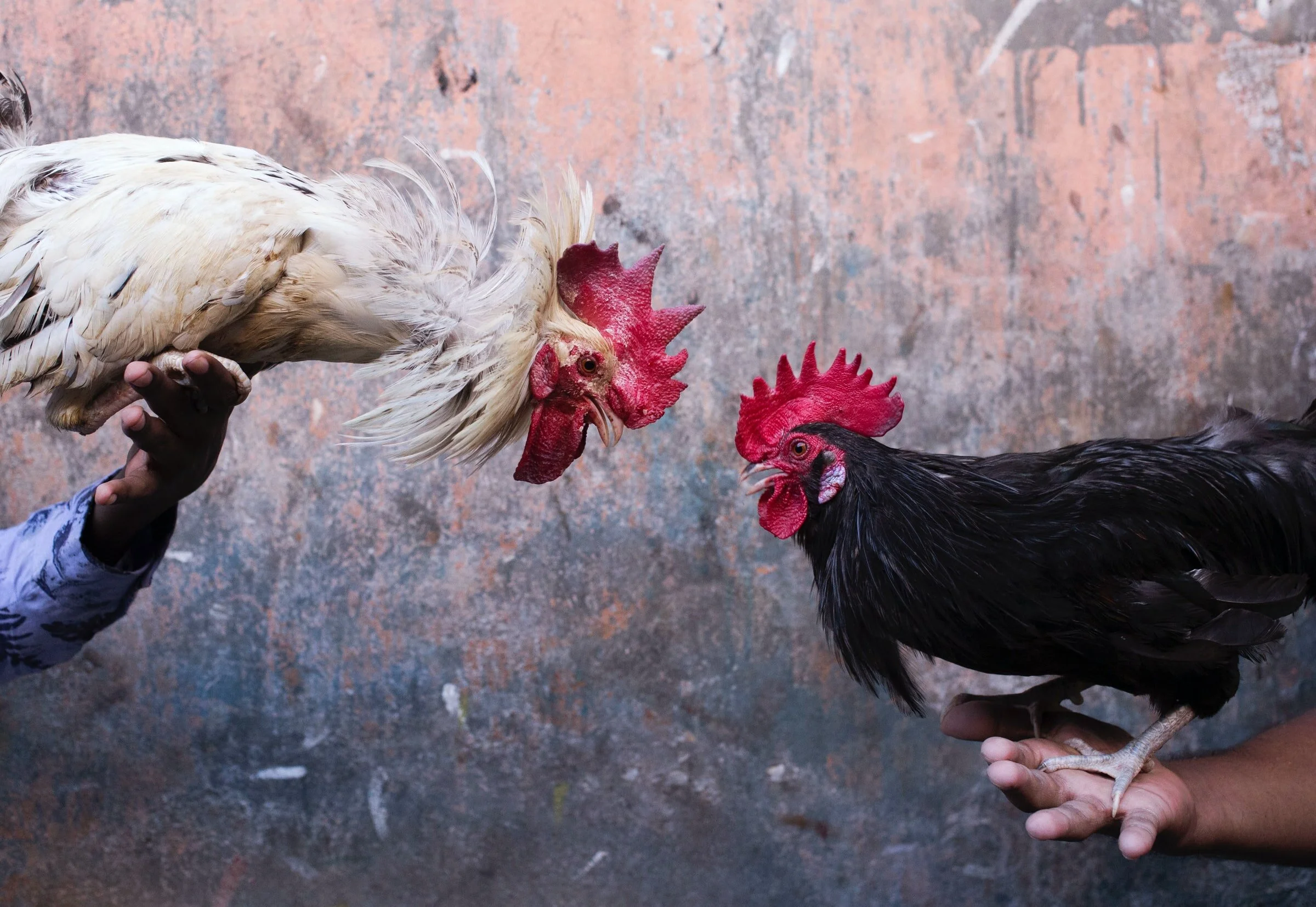 петух и петух совместимость. совместимость петуха с другими знаками. петух и петух совместимость. обезьяна и петух совместимость. год петуха характеристика.