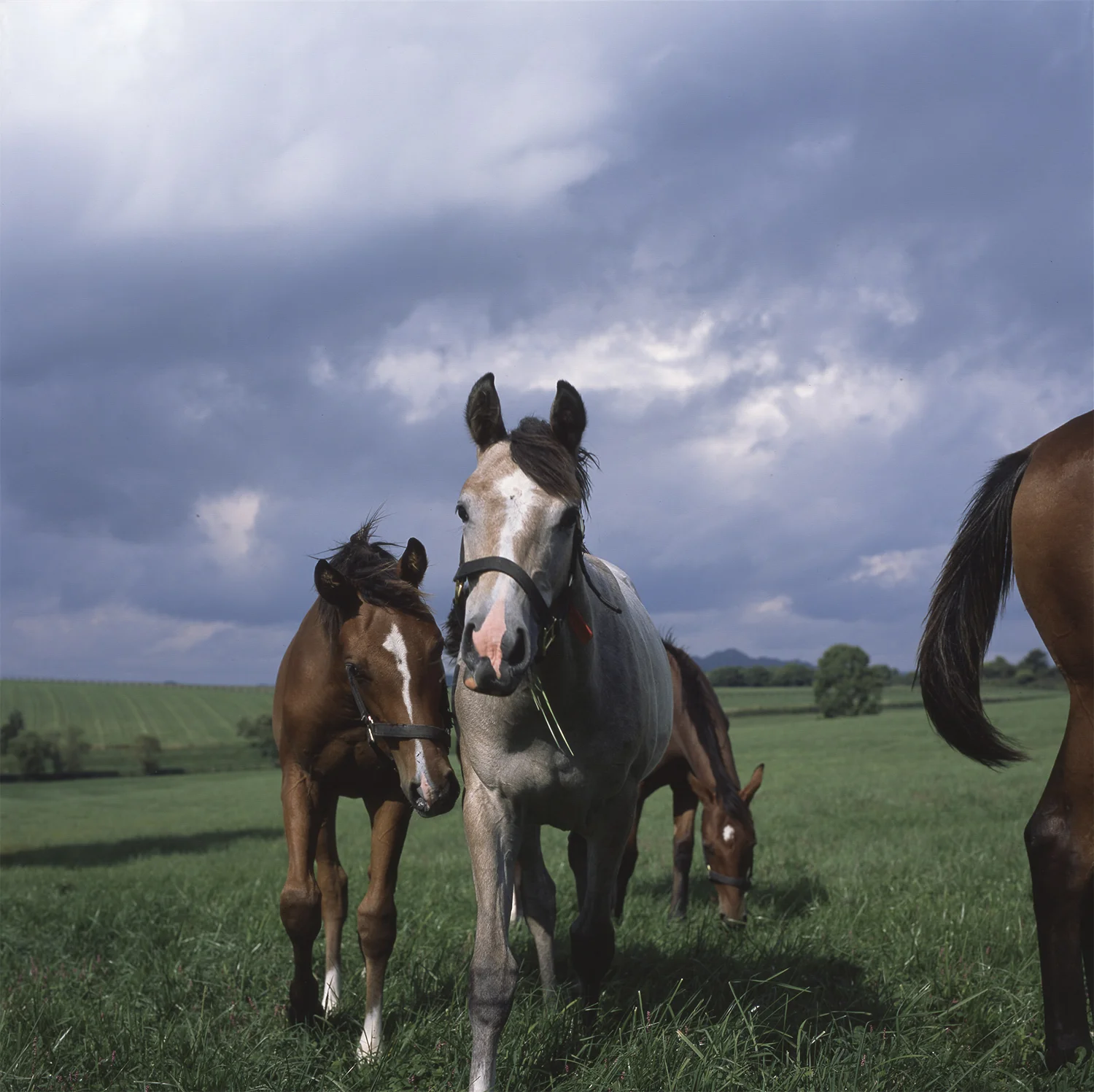 Paca Paca Farm Michael Shvadron - Photographer -מיכאל שבדרון - צלם Selcted works from ...