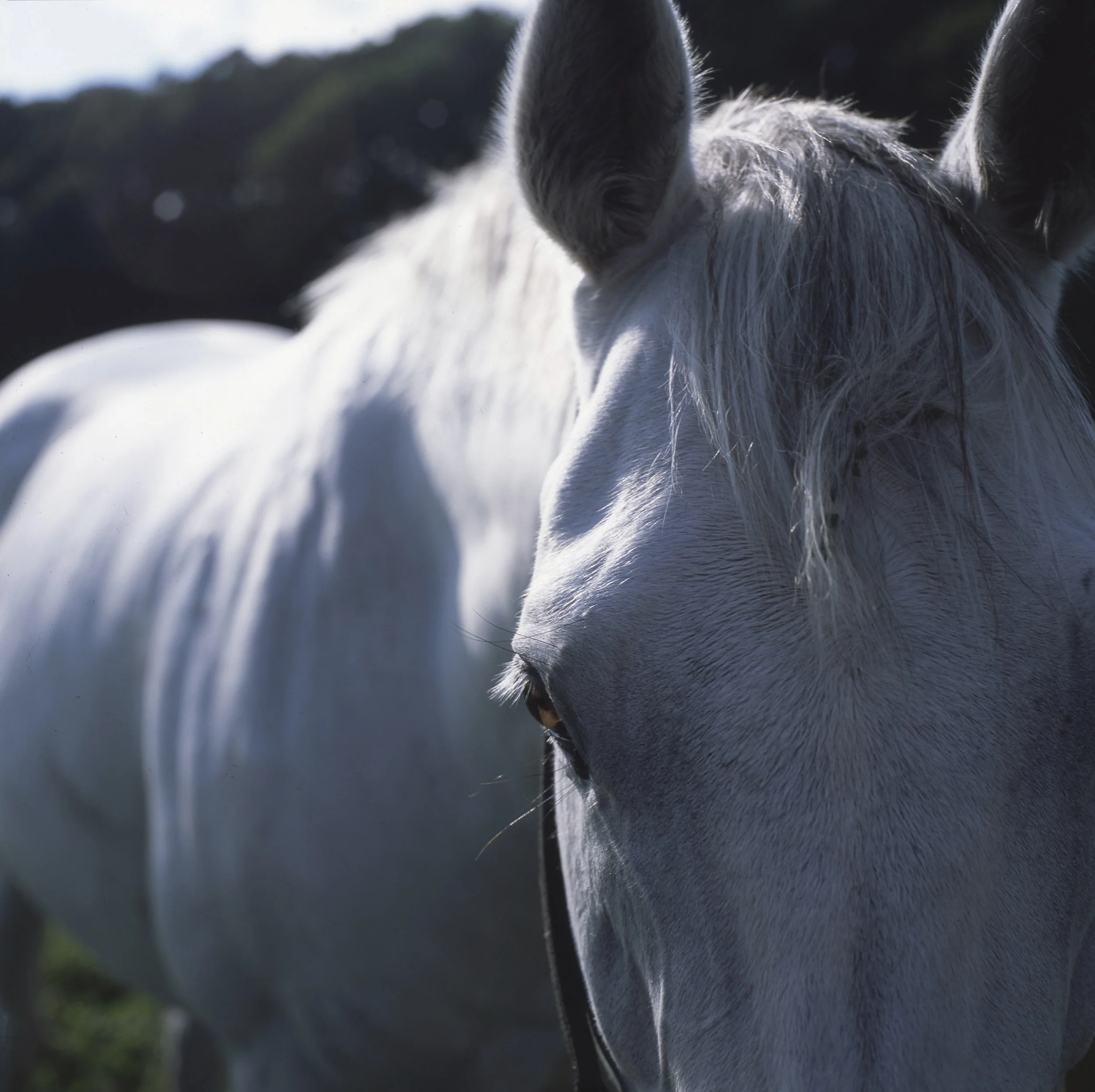 Paca Paca Farm Michael Shvadron - Photographer -מיכאל שבדרון - צלם Selcted works from ...