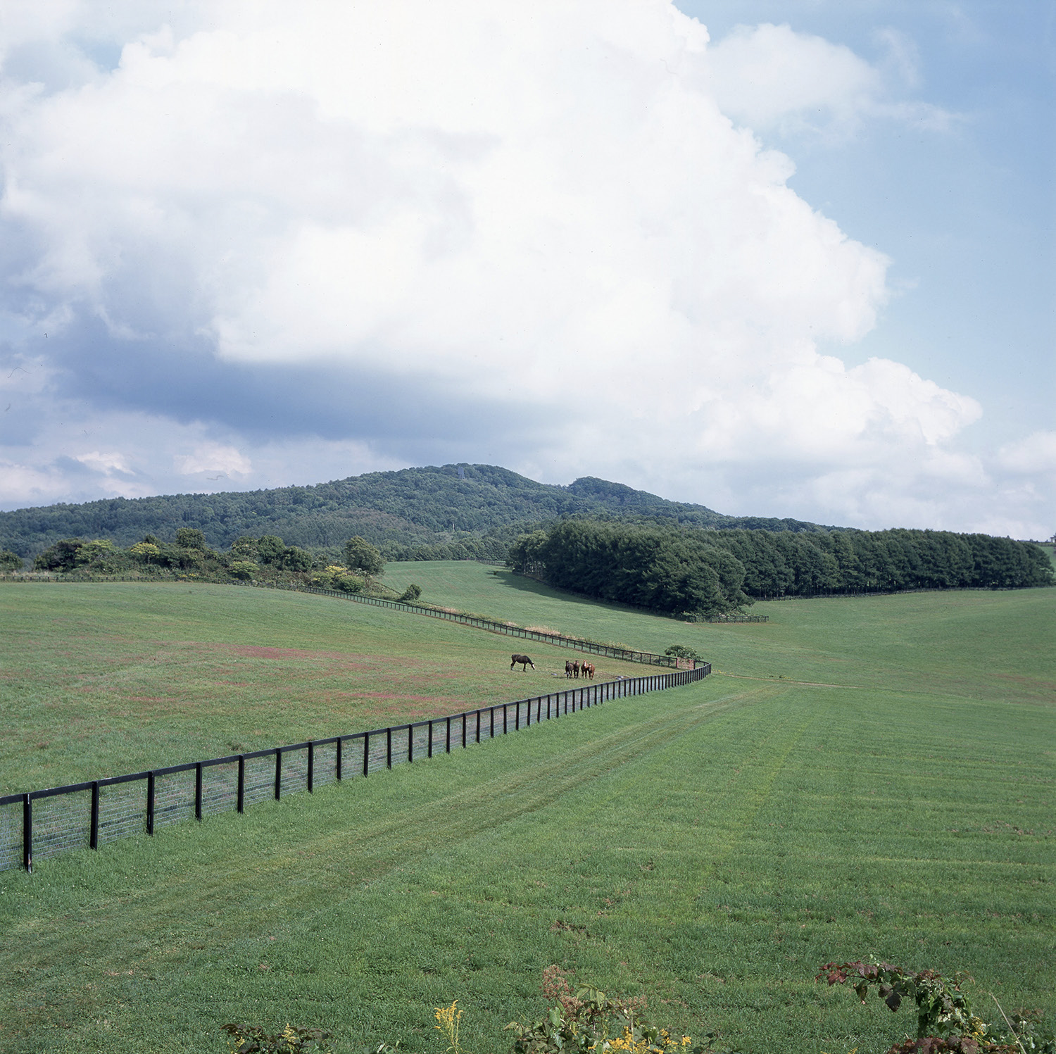 Paca Paca Farm, Hidaka, Hokkaido, Japan, 2017.