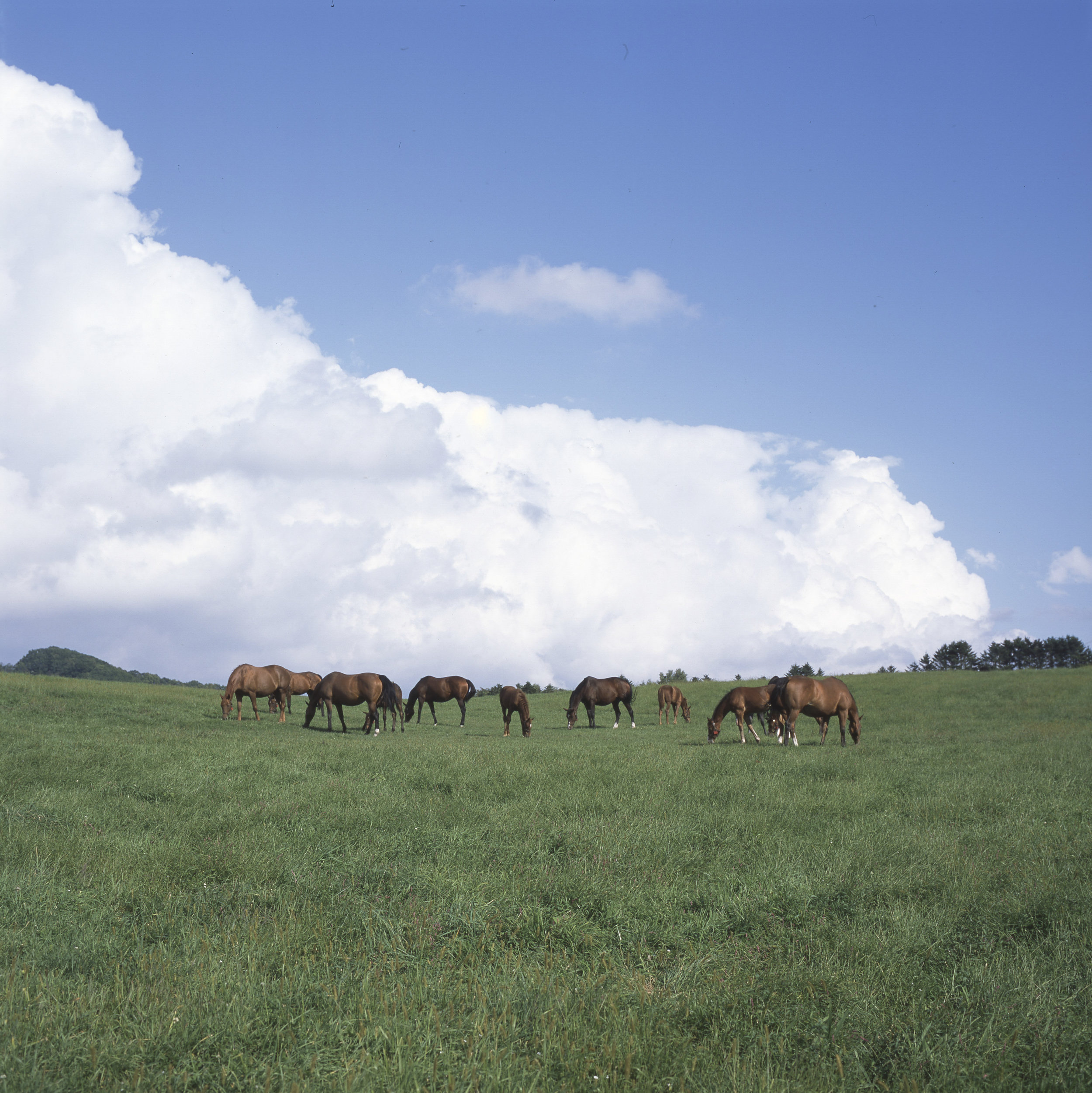 Paca Paca Farm, Hidaka, Hokkaido, Japan, 2017.