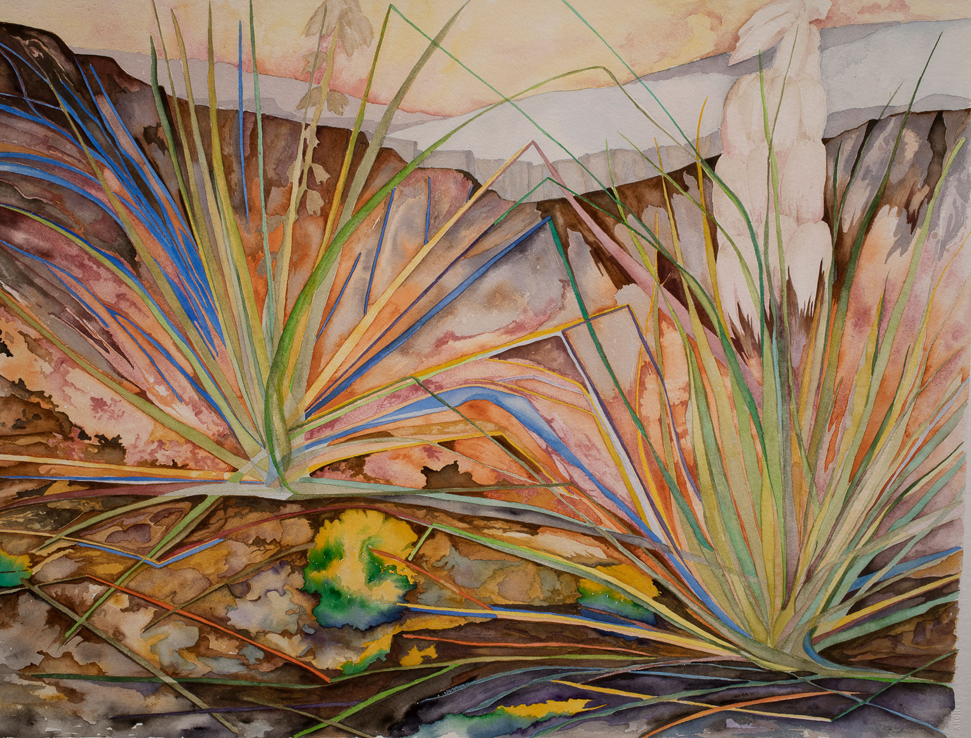 Untitled Yucca #1