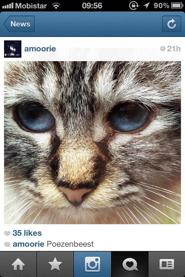 Cats always work on the internet :)