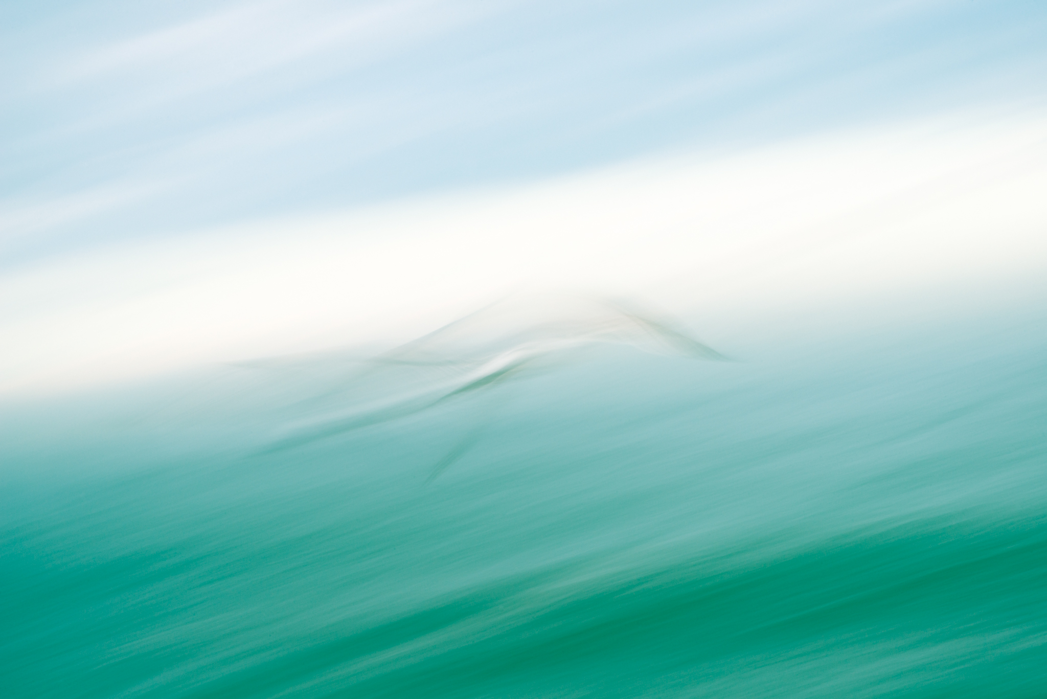  Delphinus delphis