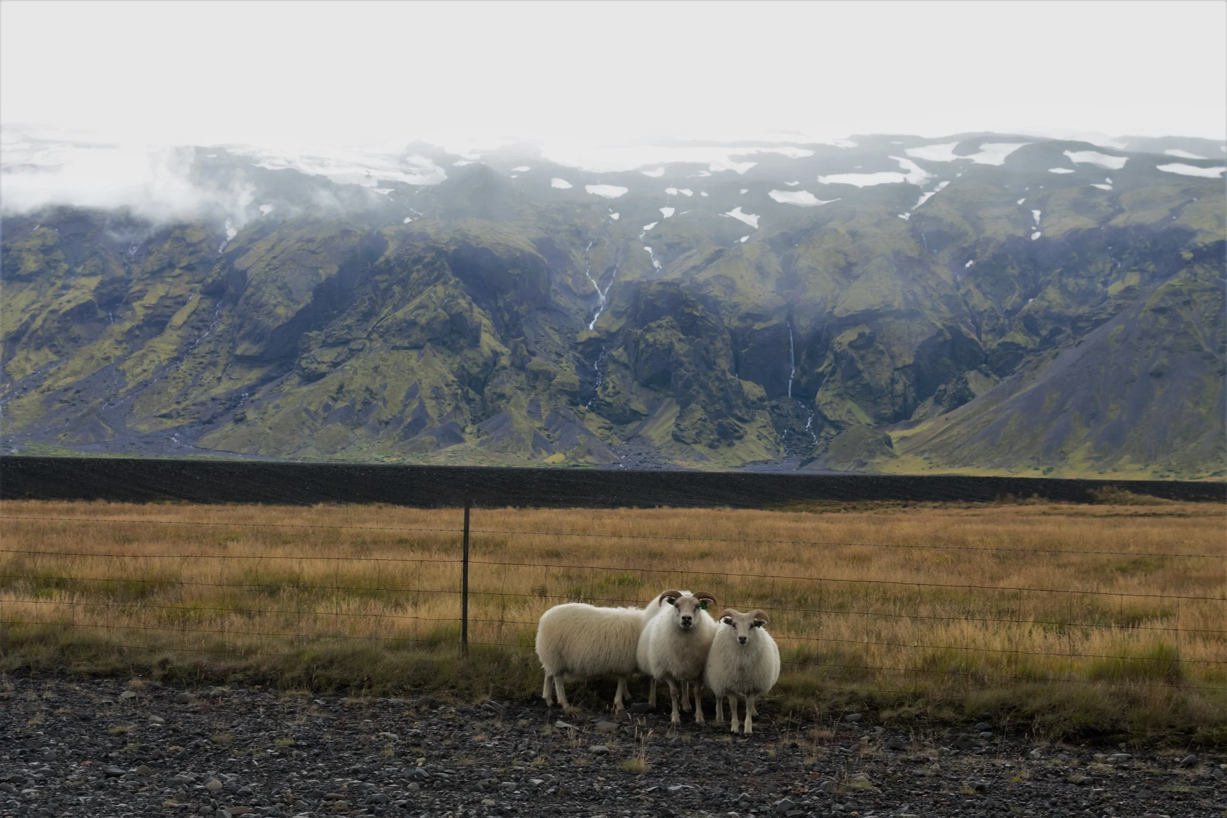 Two thirds of this family of sheep kindly stopped and posed for a portrait, though the mum wasn't too keen on being photographed. 