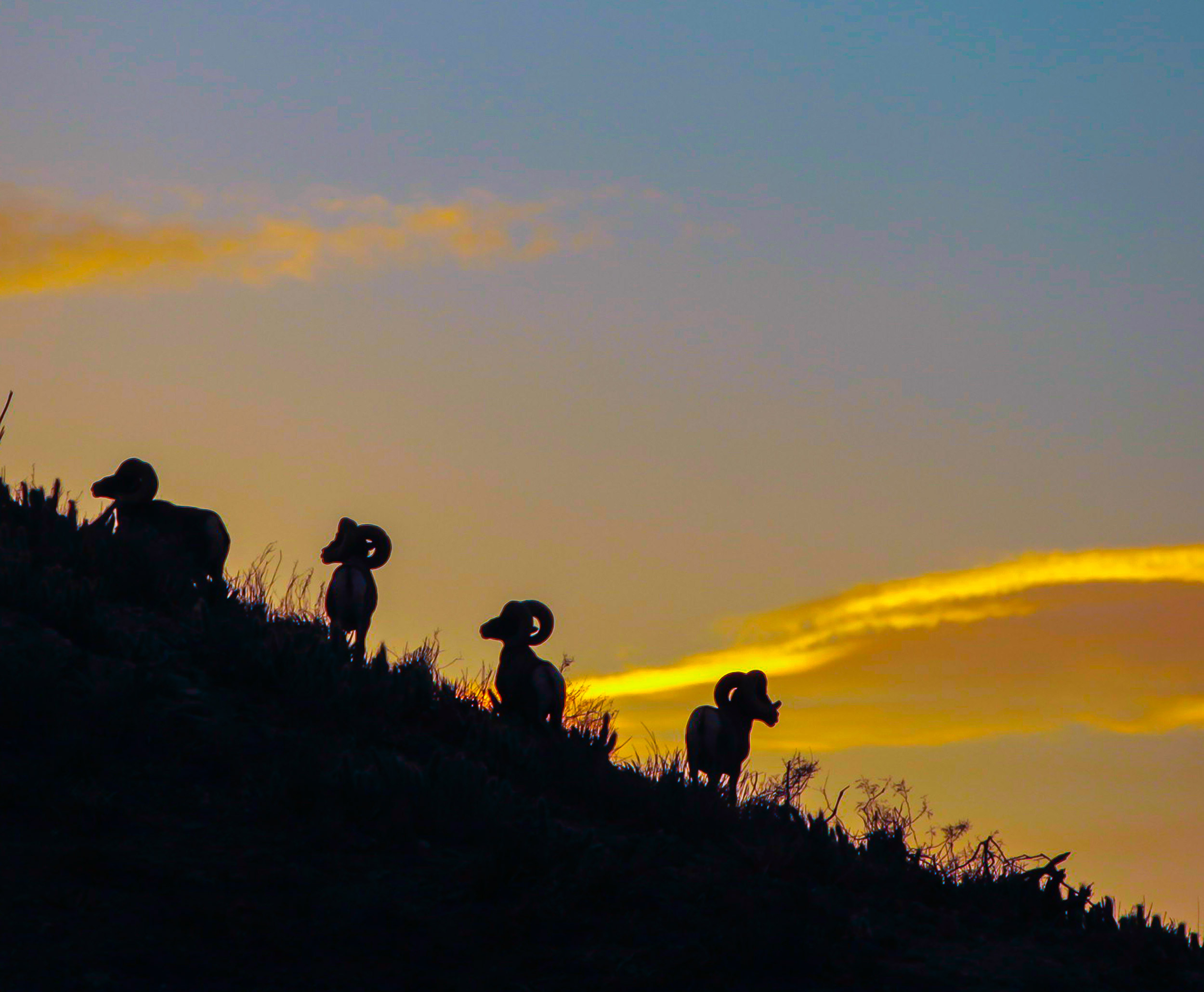 Desert-Bighorn-Sheep-Mexico-Sunset-Hunt-low.jpg