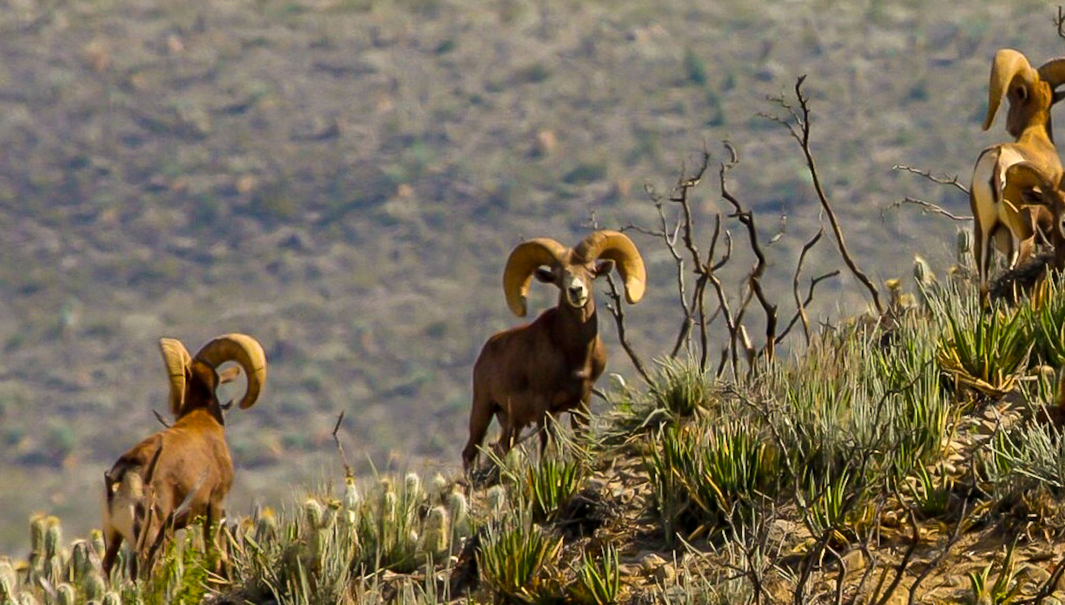 Desert Bighorn sheep rams peer across the arid brush