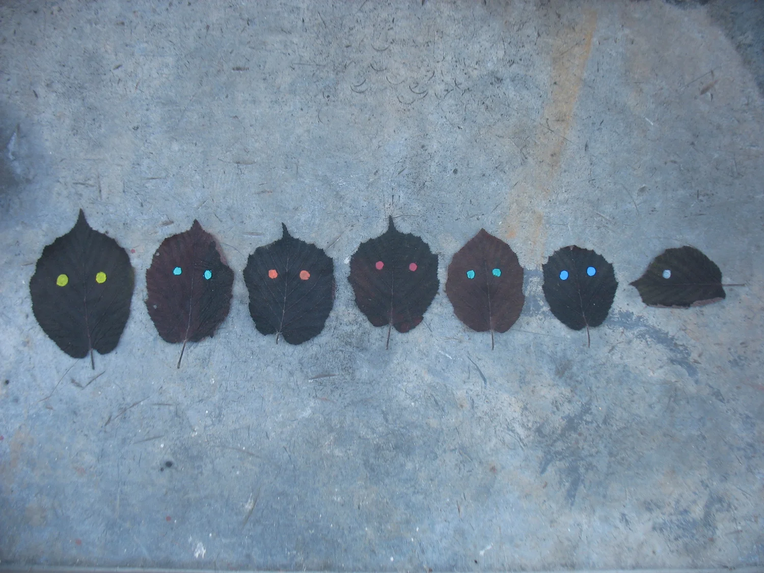 chouettes rang.jpg
