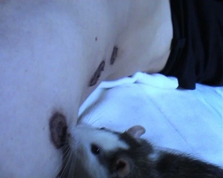 mobcom-rat tete.jpg