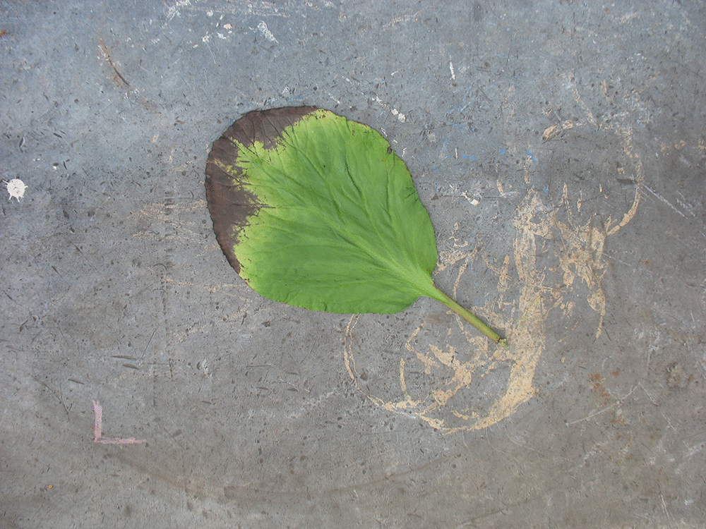 mains bourgeons_moyen.gif