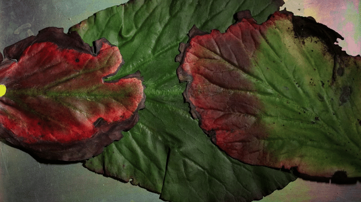 Feuilles cimetière père lachaise-high(1).gif