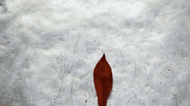 Feuilles France Tunisie-high.gif