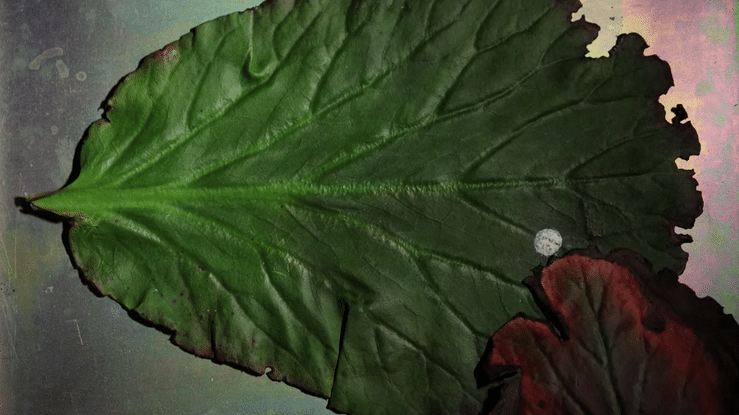Feuilles cimetière père lachaise-high.gif