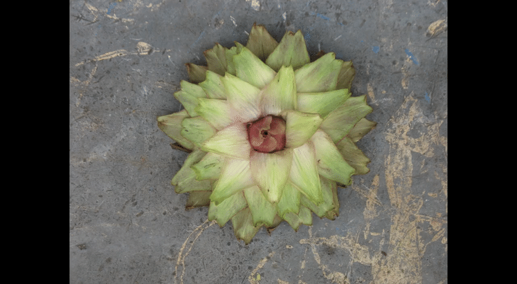 Artichaut Mandala-high(1).gif