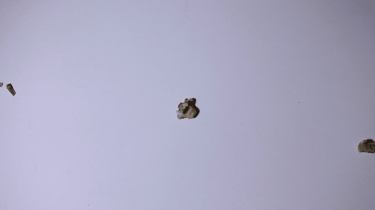 Os & graines-high(1).gif