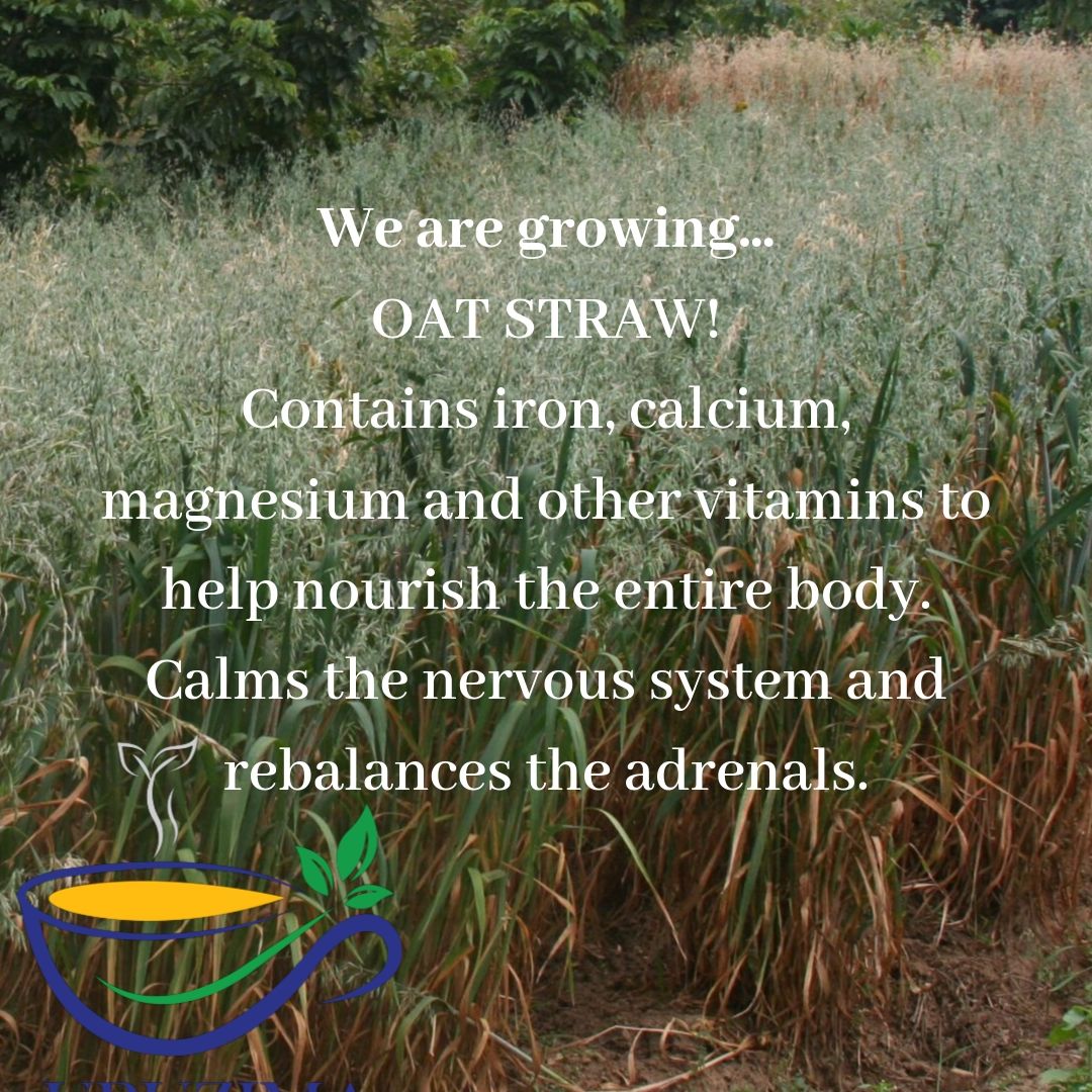 Oat Straw for UBUZIMA.jpg