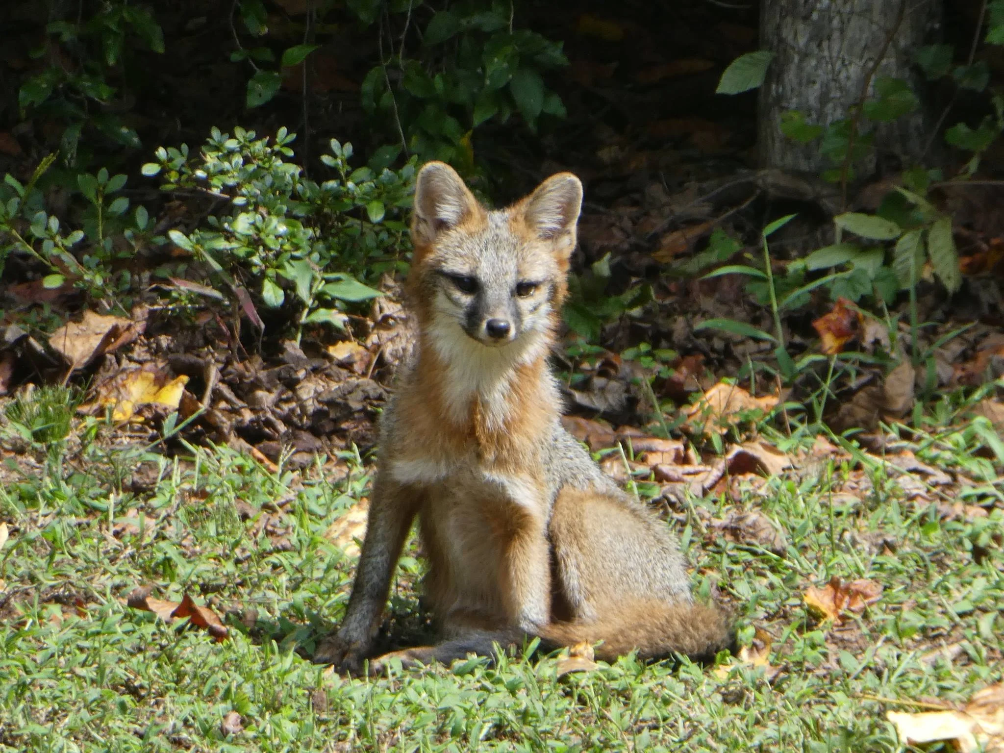 This juvenile gray fox lives near Dr. Kev's house with its sibling and mother. 