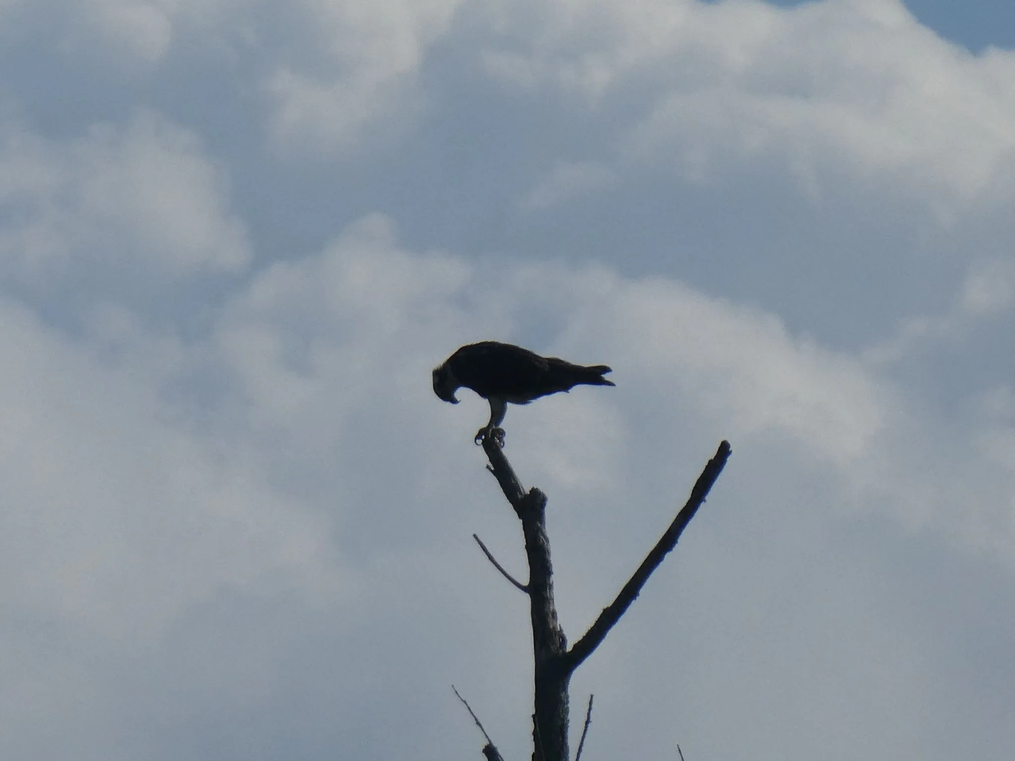 Osprey along the Haw River need to make sure their feet stay attached at all times.