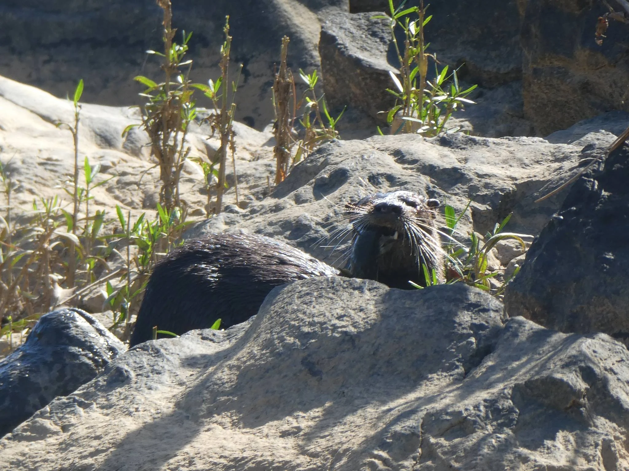 River Otters are the most precious stone-cold killers in the world. Warm-blooded critters need lots of snacks to keep that metabolism up!