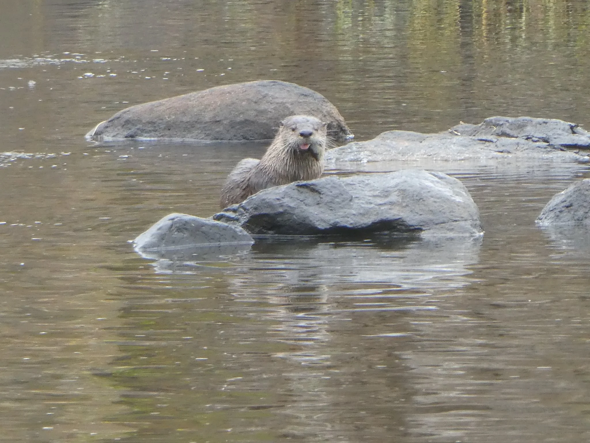 One more otter risks tongue trauma by letting it hang out of his mouth while he attempts to get that fish down.