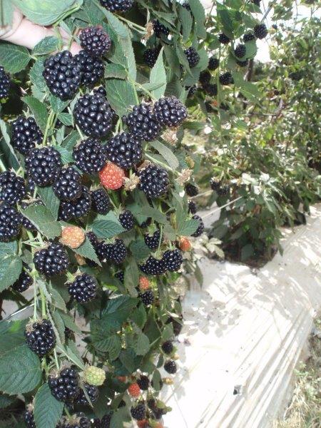 wholesale-blackberries.jpg