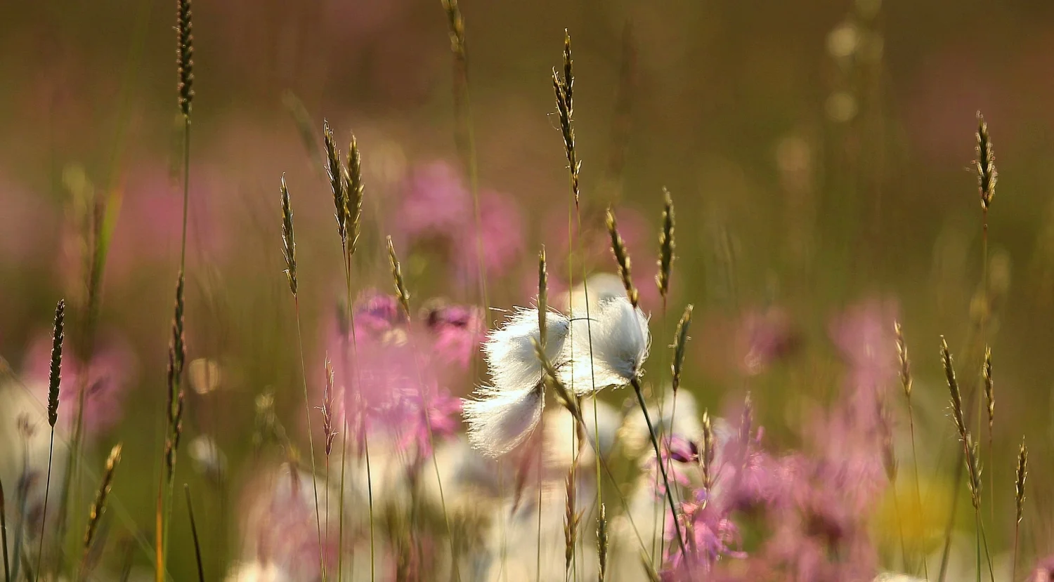 flowers 2