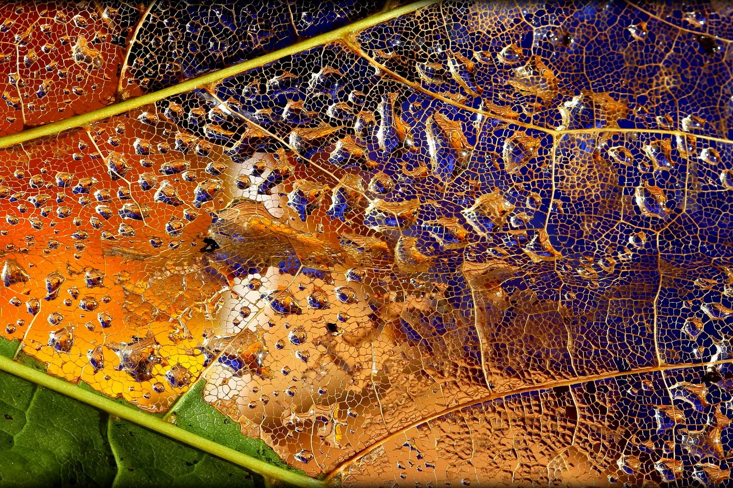 Winner of "Macro" assignment,National Geographic.Winner of "Structures" contest,published in Nature photo-magazine