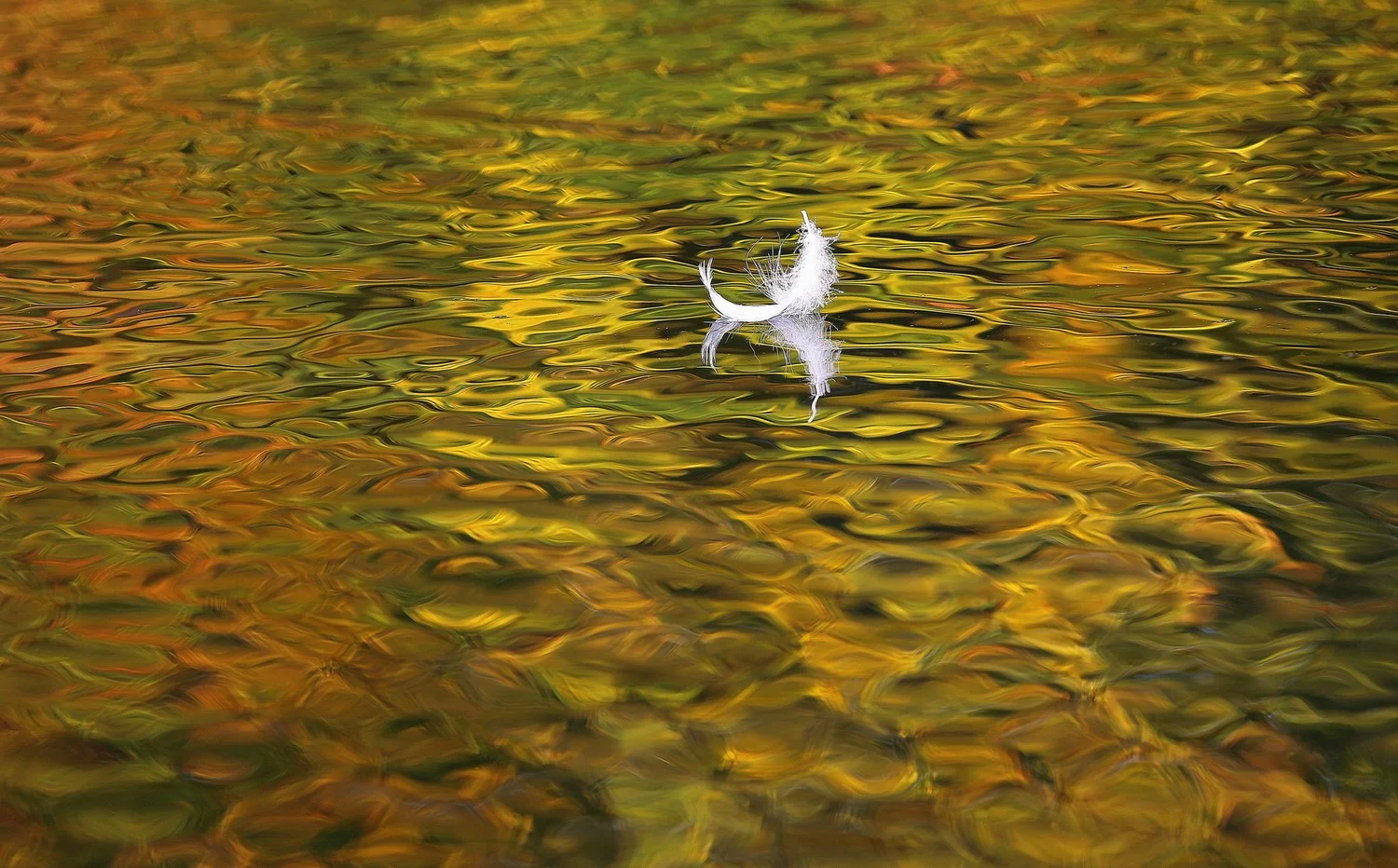 Photo of the Day,National Geographic.Winner of "Everyday exploration" assignment,National Geographic.Published in National Geographic book "Stunning photographs" and in many calendars,worldwide