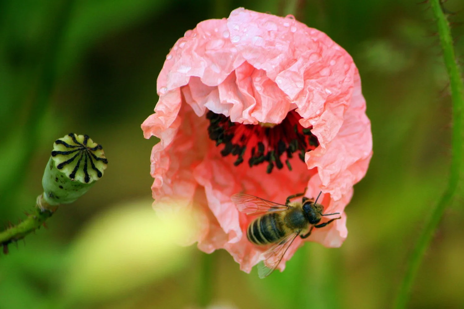Winner of Summer Pictures,National Geographic