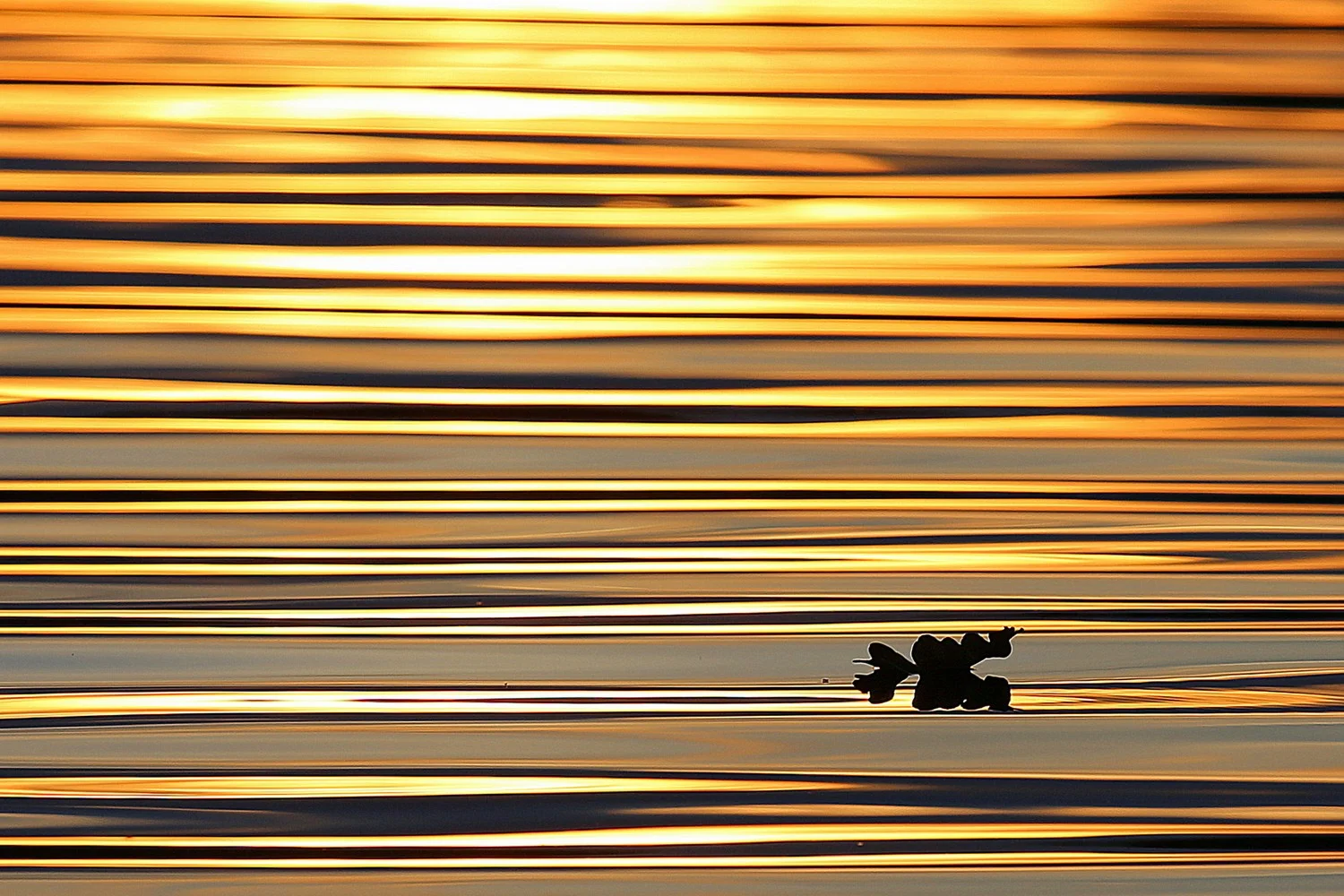 Winner of contest "Water" and published in Nature photo-magazine
