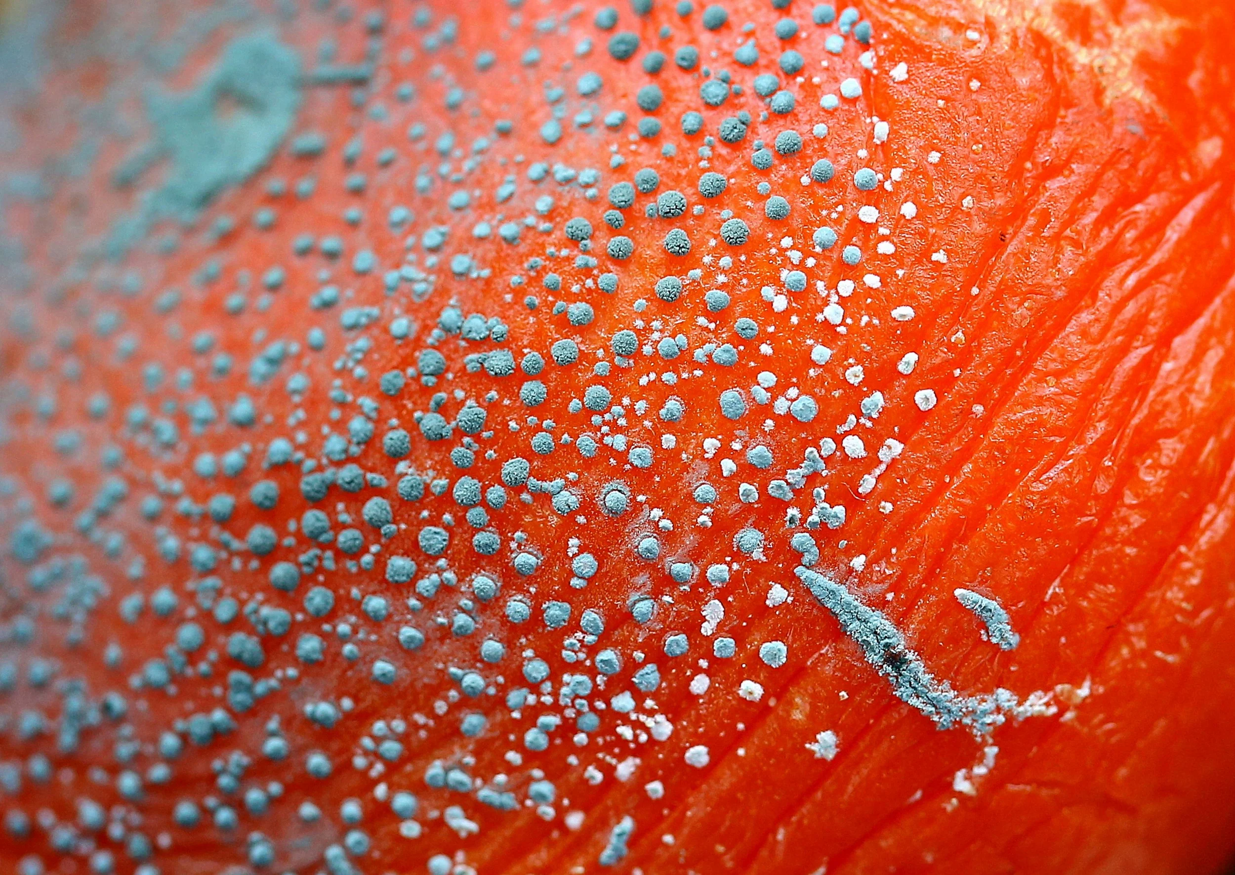 Winner of "Ugly food is beautiful",National Geographic