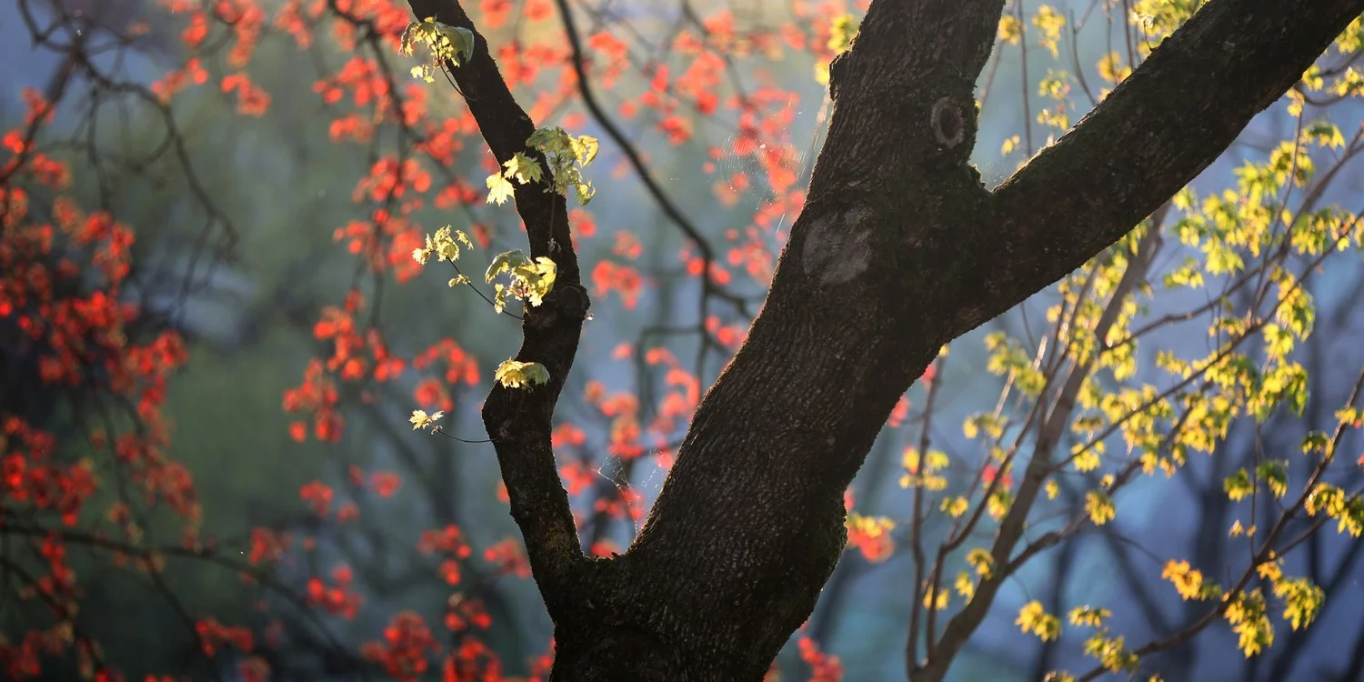 spring,april,seha,201410.jpg