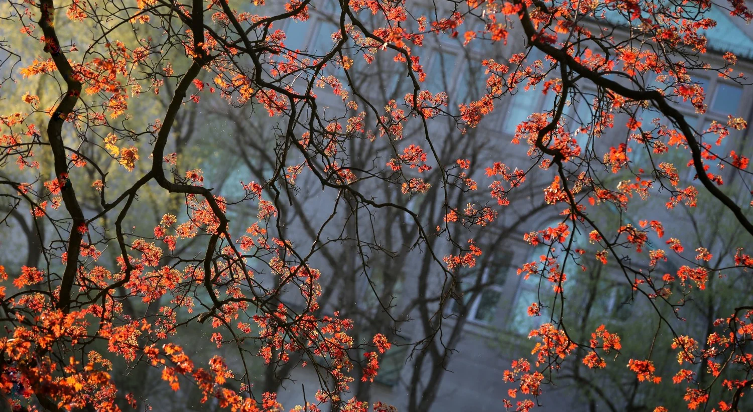 spring,april,seha,20149.jpg