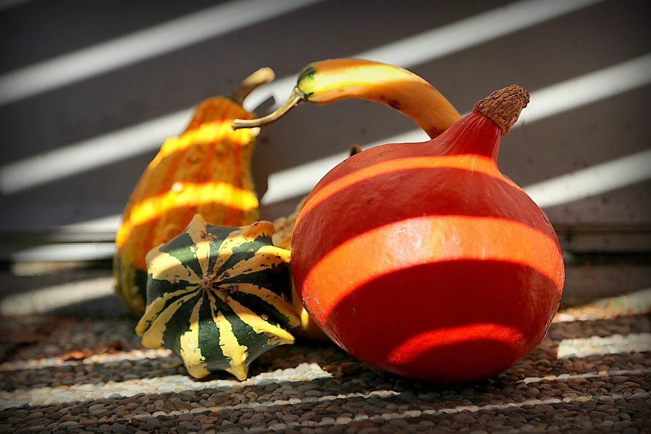 Tikvi,Artoshok-esen 201111.jpg