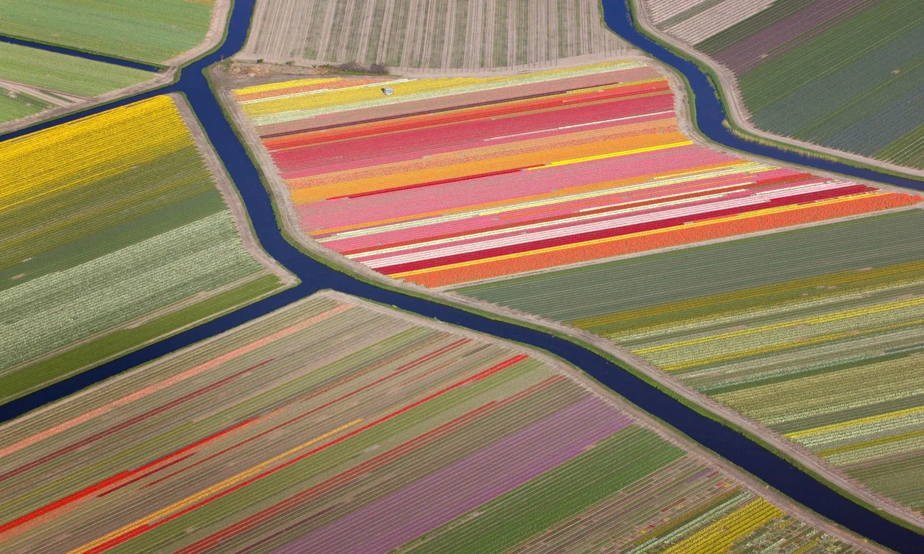 Tulips fields,Holland