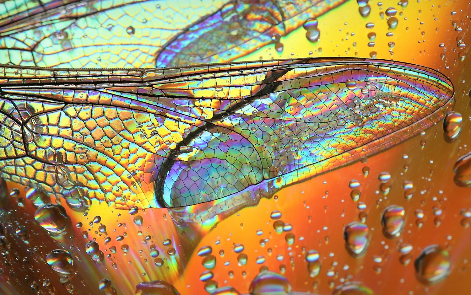 Snail,Dragonfly,MACRO'137.jpg