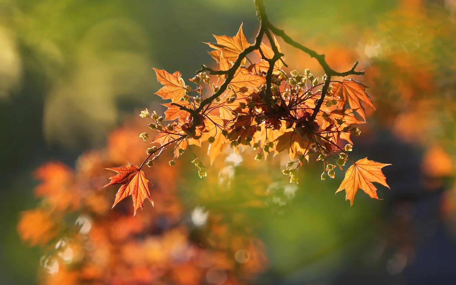 spring,april,seha,201412.jpg